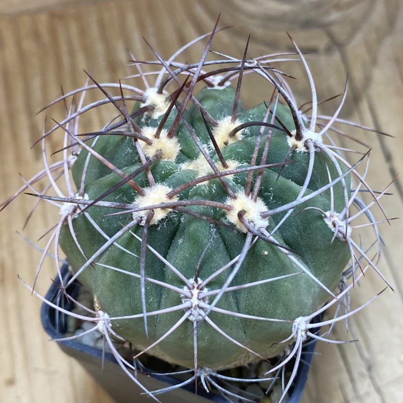 DP26599 Denmoza rhodacantha