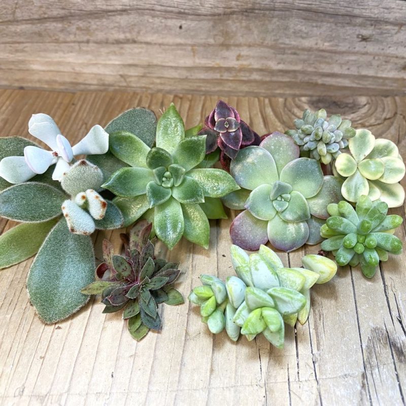 SH26815 Succulents mix, cuted