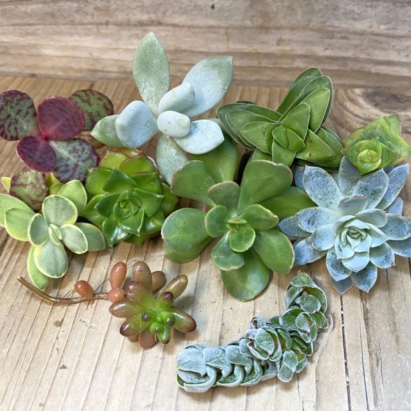 SH26816 Succulents mix, cuted