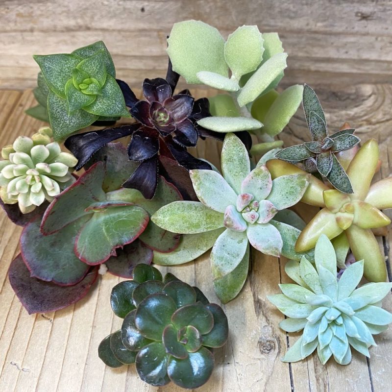 SH26817 Succulents mix, cuted