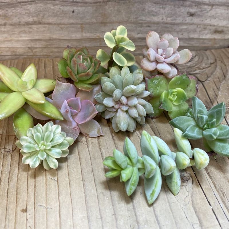 SH26947 Succulents mix, cuted