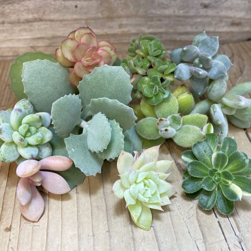 SH26948 Succulents mix, cuted
