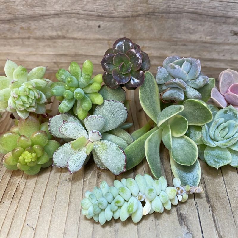 SH26949 Succulents mix, cuted