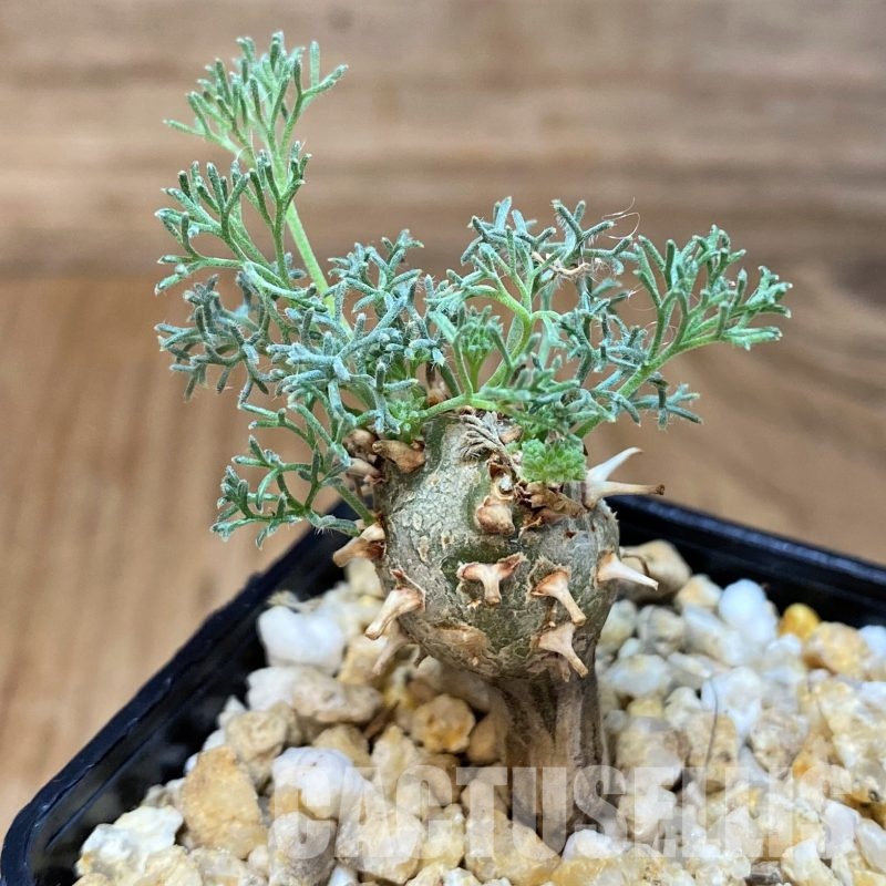 SH26992 Sarcocaulon peniculinum