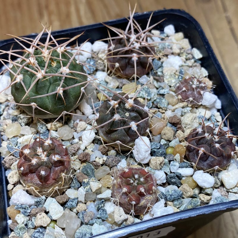 SH27013 Gymnocalycium aff. ferocior