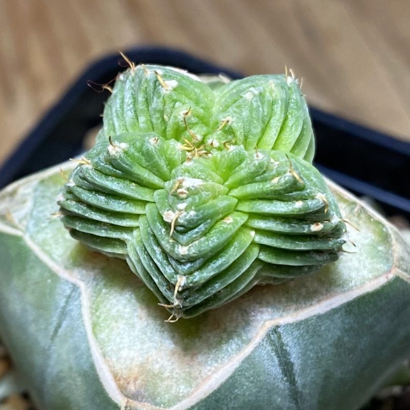 SH27015 Aztekium valdezii, grafted