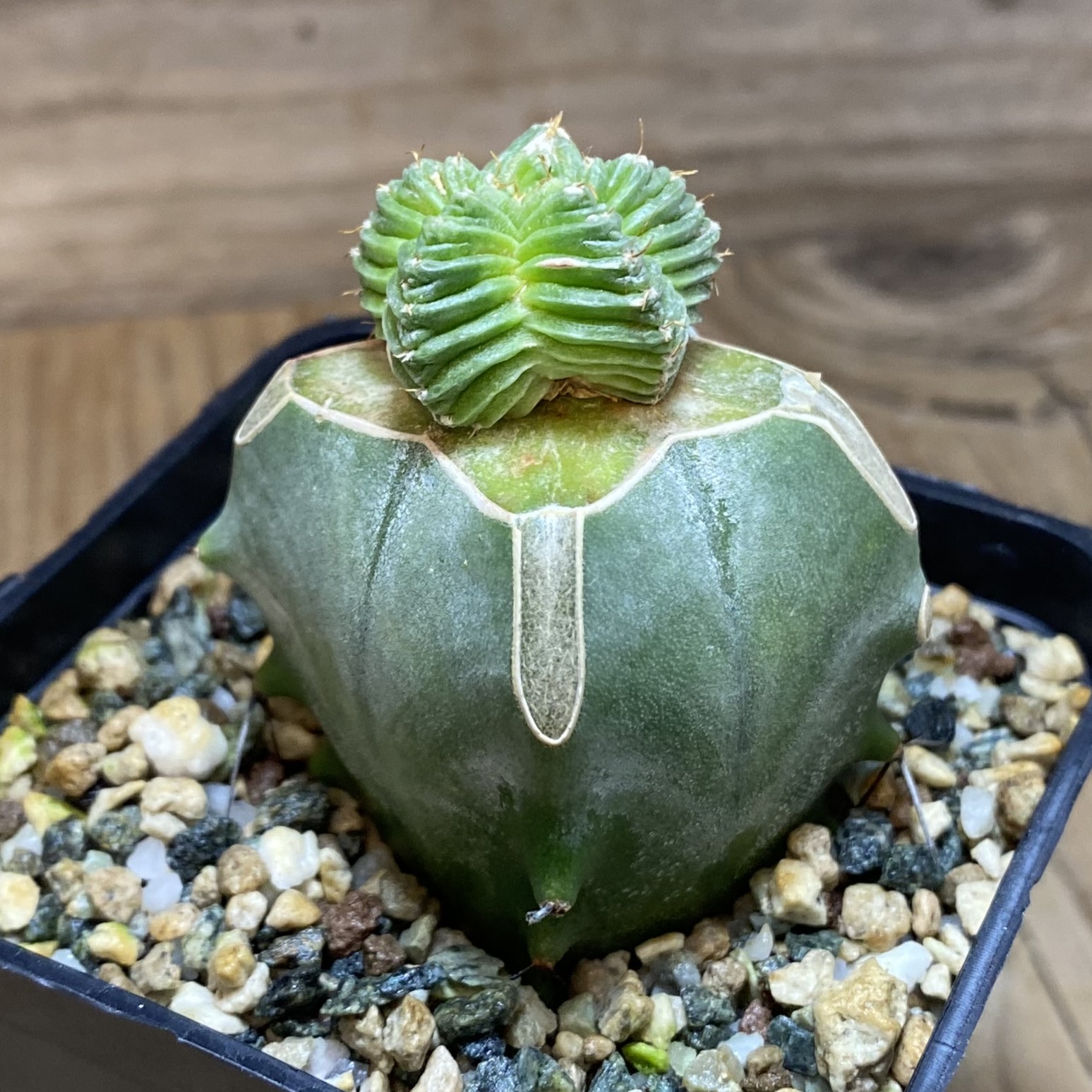 SH27015 Aztekium valdezii, grafted – Image 2