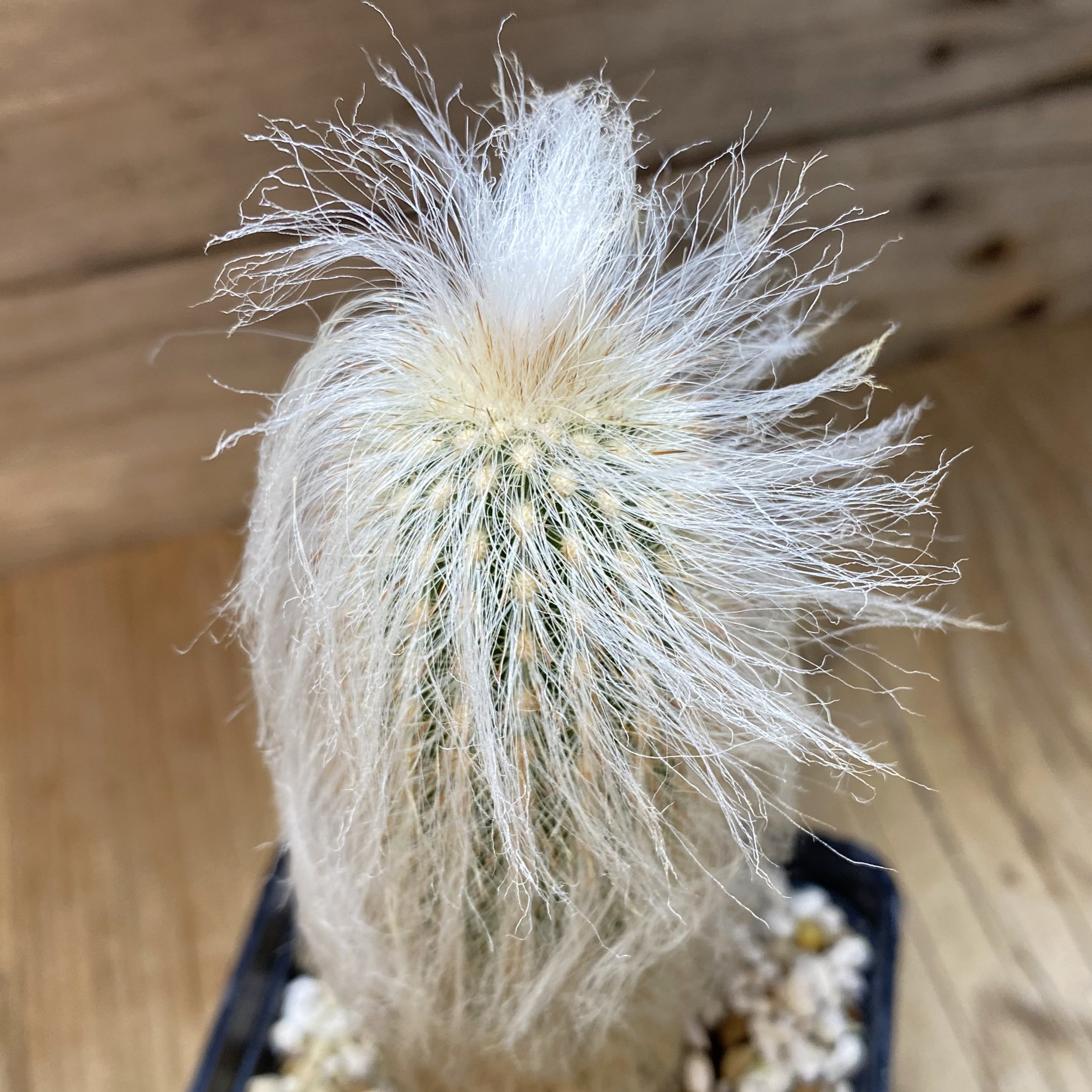 SH27016 Espostoa lanata