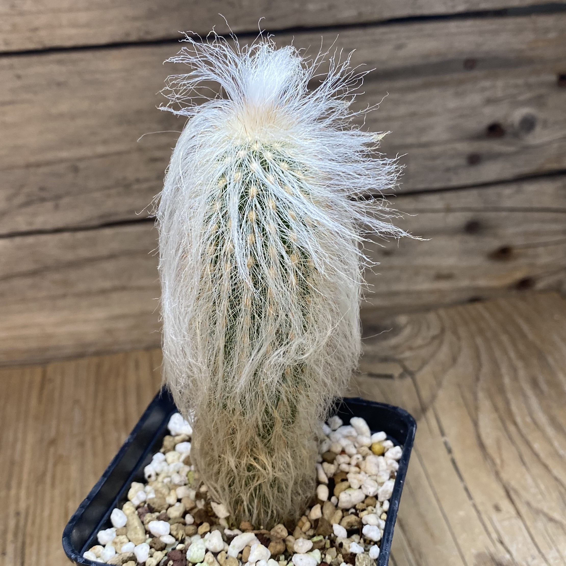 SH27016 Espostoa lanata – Image 2