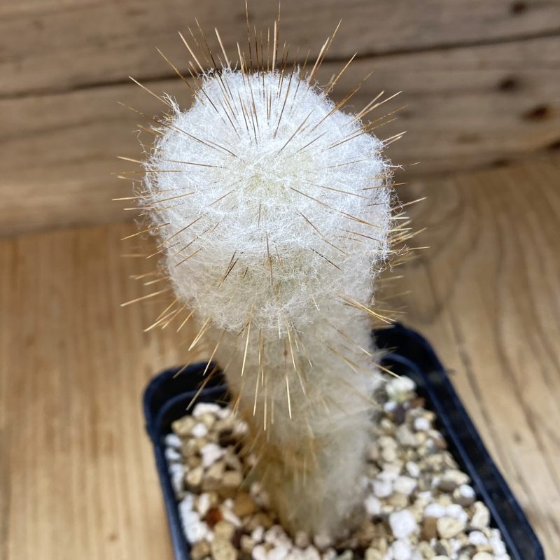 SH27017 Espostoa dybowskii