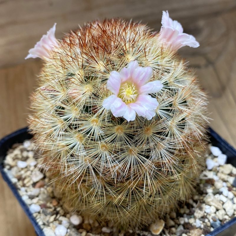 SH27019 Mammillaria carmenae hybrid