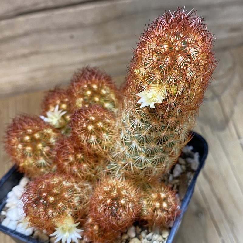 SH27020 Mammillaria elongata v. rubrispina