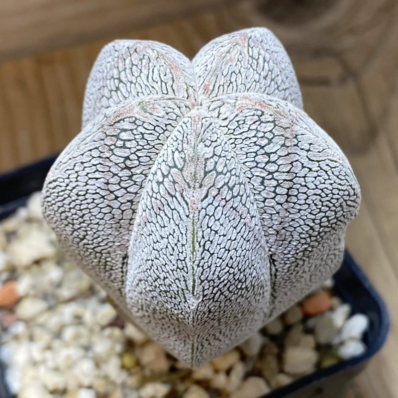 SH27021 Astrophytum myriostigma ‘Onzuka’