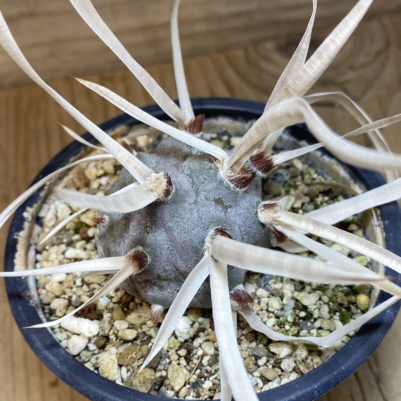 SH27022 Tephrocactus articulatus v. papyracanthus