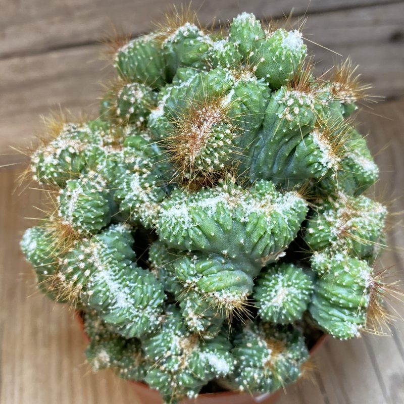 SH27023 Cereus peruvianus 'Coral'