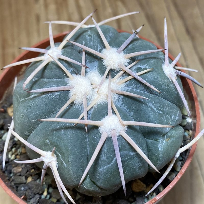 SH27025 Echinocactus horizonthalonius - Carazone d Monte-