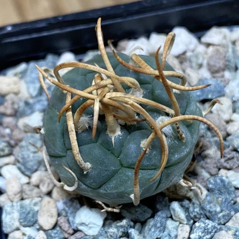 SH27026 Turbinicarpus schmiedickeanus, 6 years old