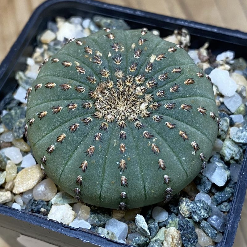 SH27027 Frailea asterioides