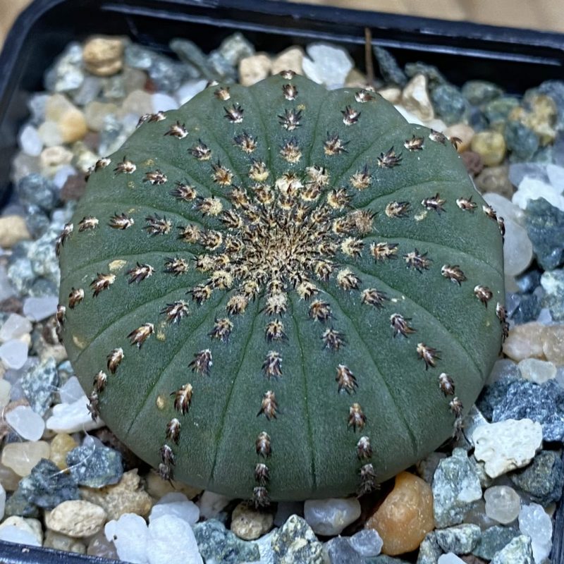 SH27028 Frailea asterioides