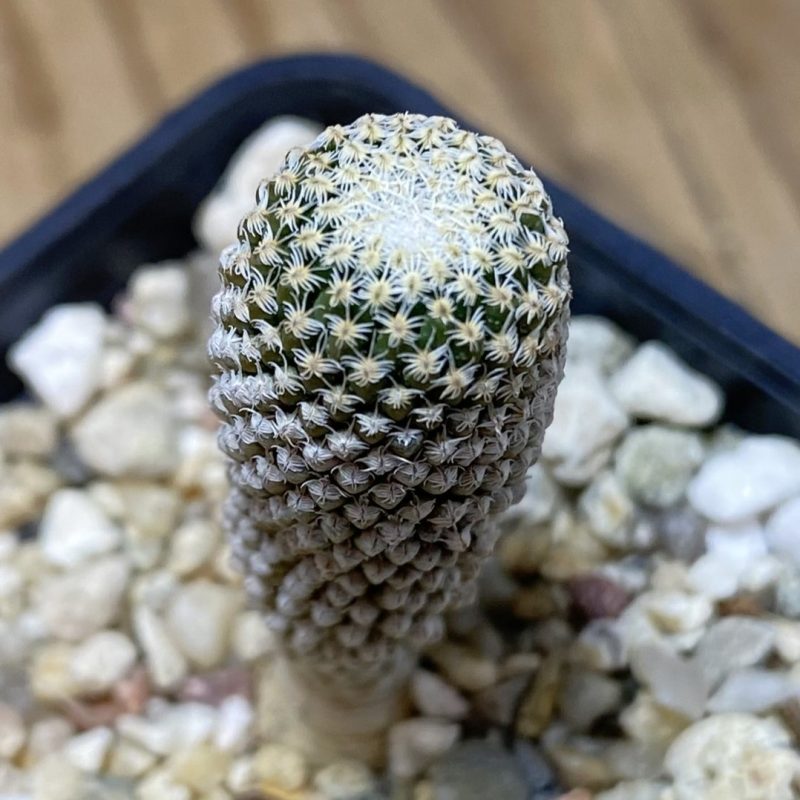 SH27029 Pelecyphora strobiliformis, 8 years old