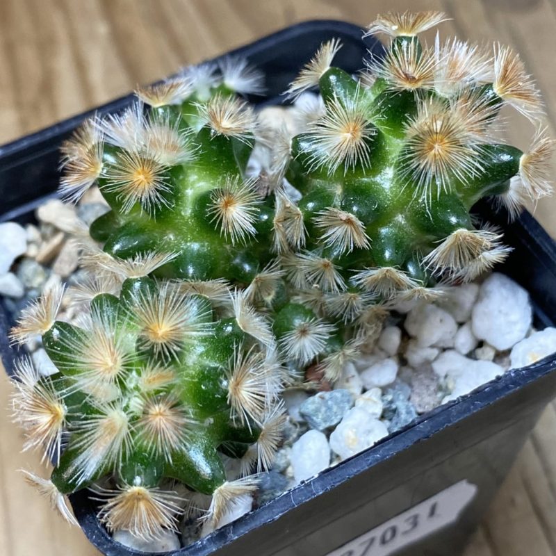 SH27031 Mammillaria carmenae hybrid