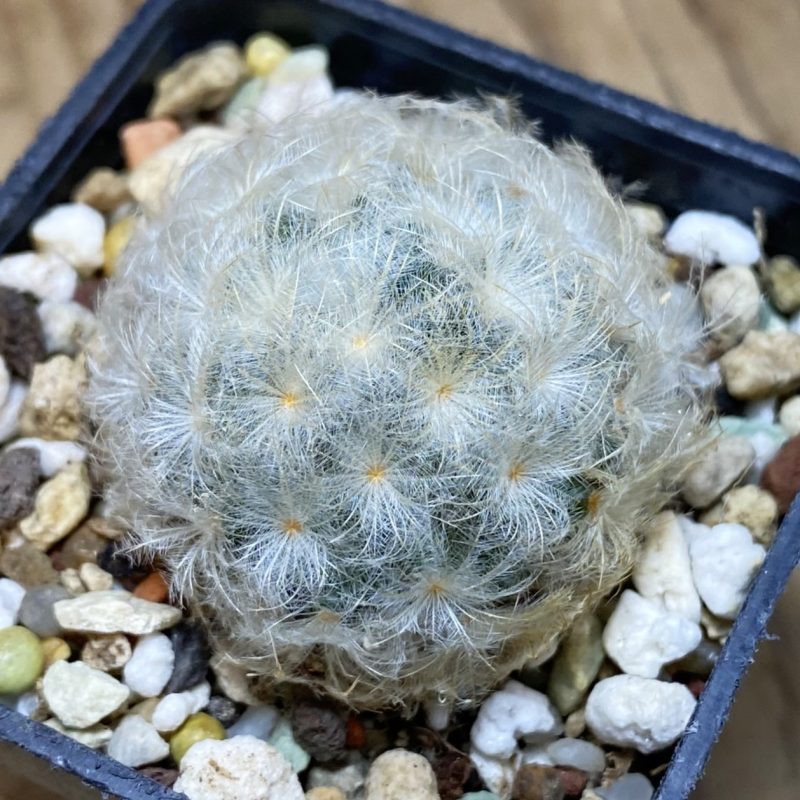 SH27032 Mammillaria plumosa