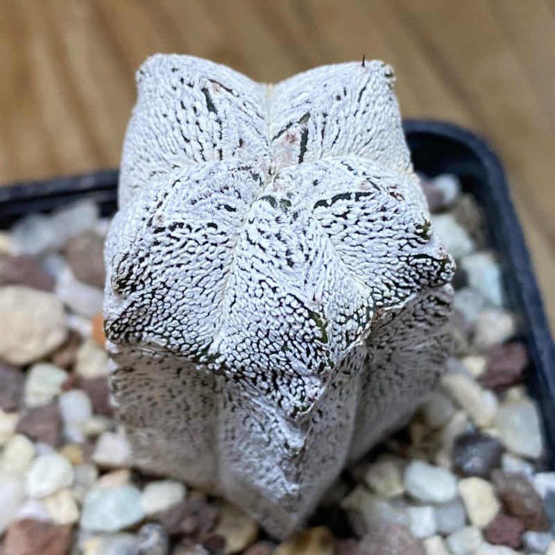 SH27033 Astrophytum myriostigma ‘Onzuka’ V-type