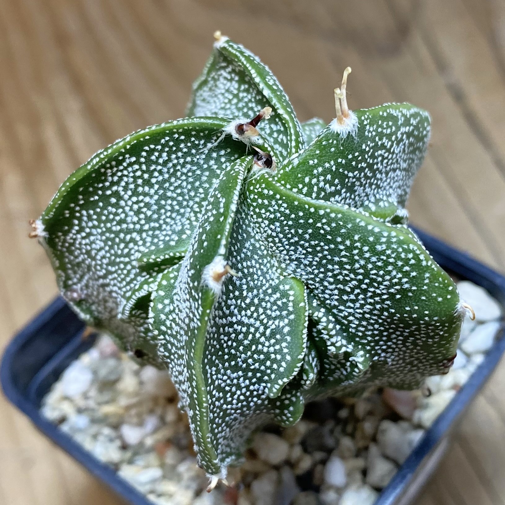 SH27034 Astrophytum ornatum hybrid