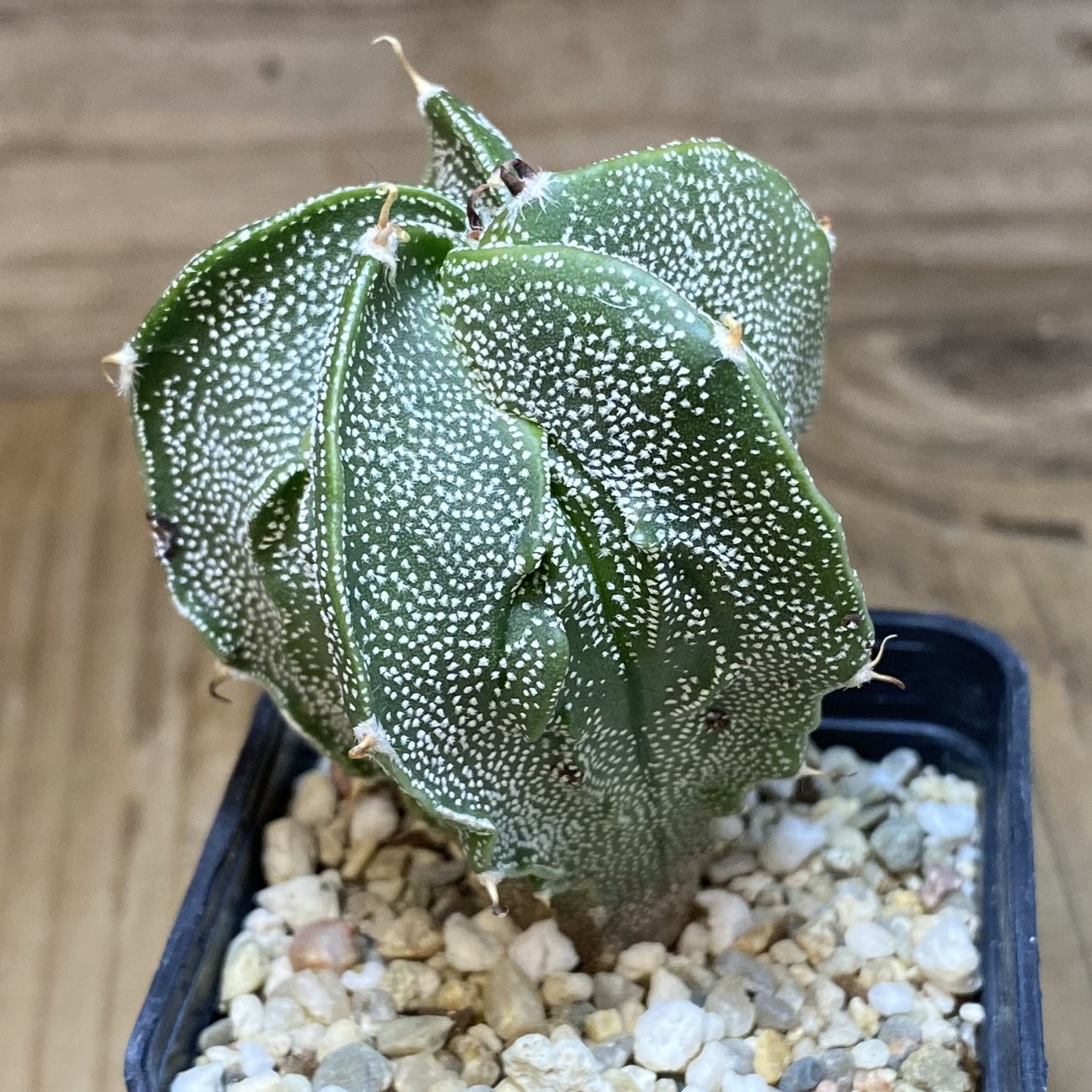 SH27034 Astrophytum ornatum hybrid - Image 2