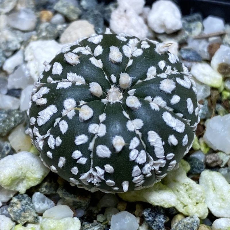 SH27035 Astrophytum asterias ‘Super Kabuto’ hybrid