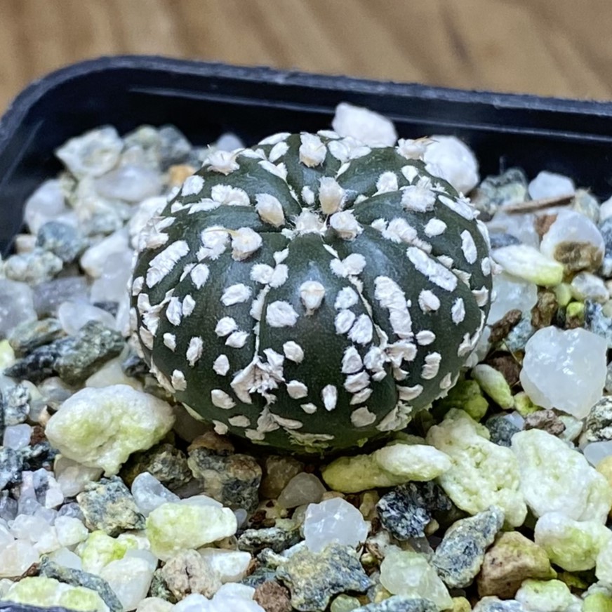 SH27035 Astrophytum asterias ‘Super Kabuto’ hybrid - Image 2