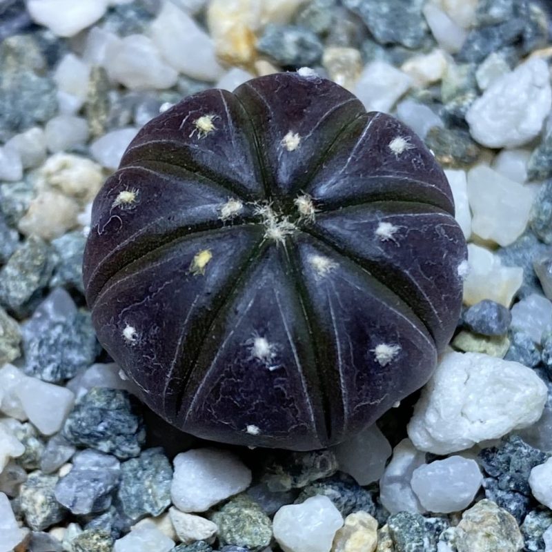 SH27036 Astrophytum asterias ‘Purple Skin’