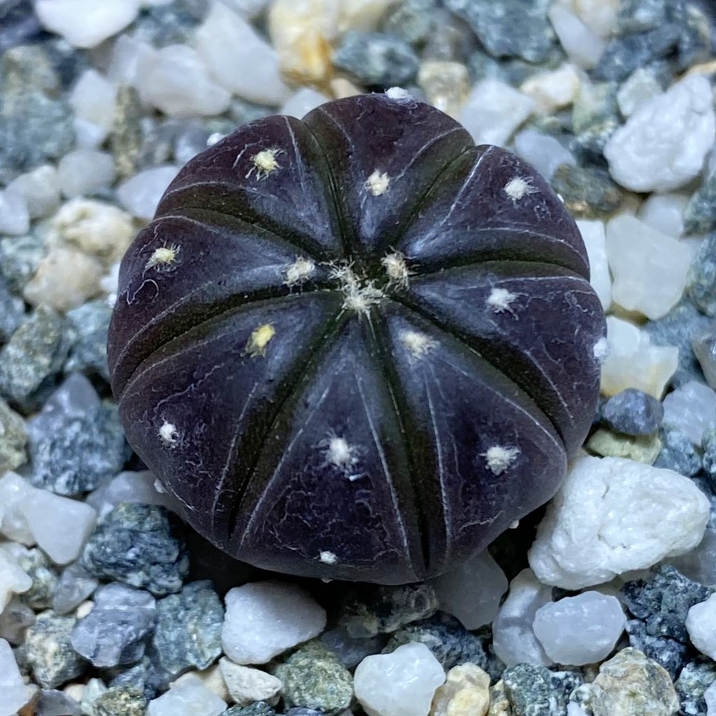 SH27036 Astrophytum asterias ‘Purple Skin’