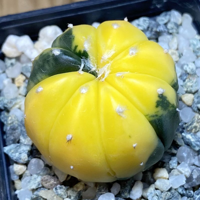 SH27037 Astrophytum asterias f. variegata