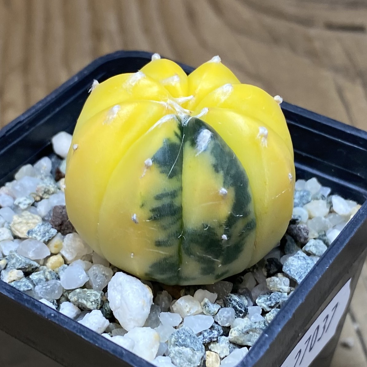 SH27037 Astrophytum asterias f. variegata - Image 2
