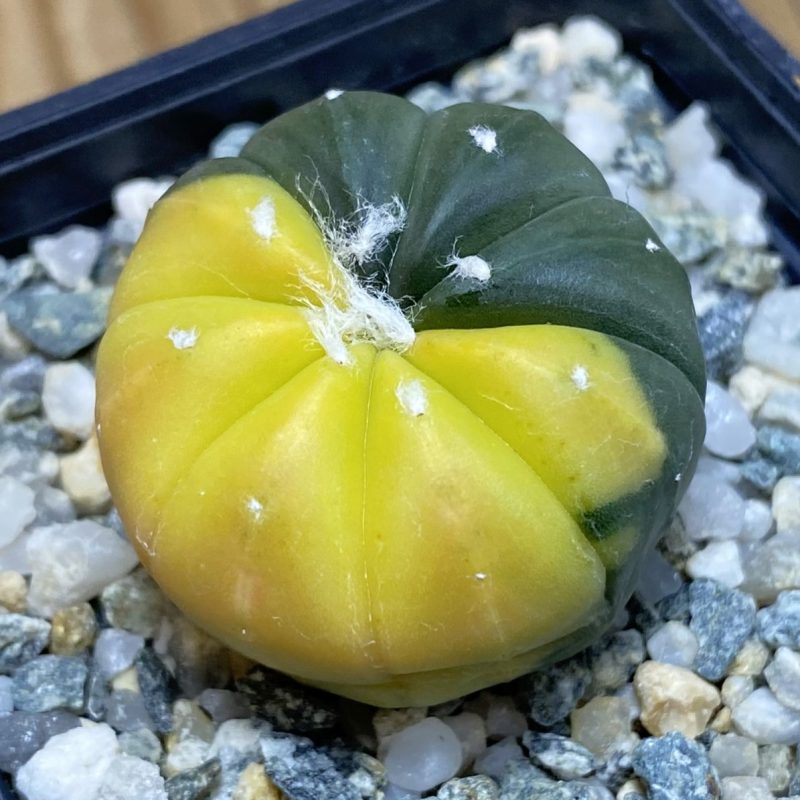 SH27038 Astrophytum asterias f. variegata