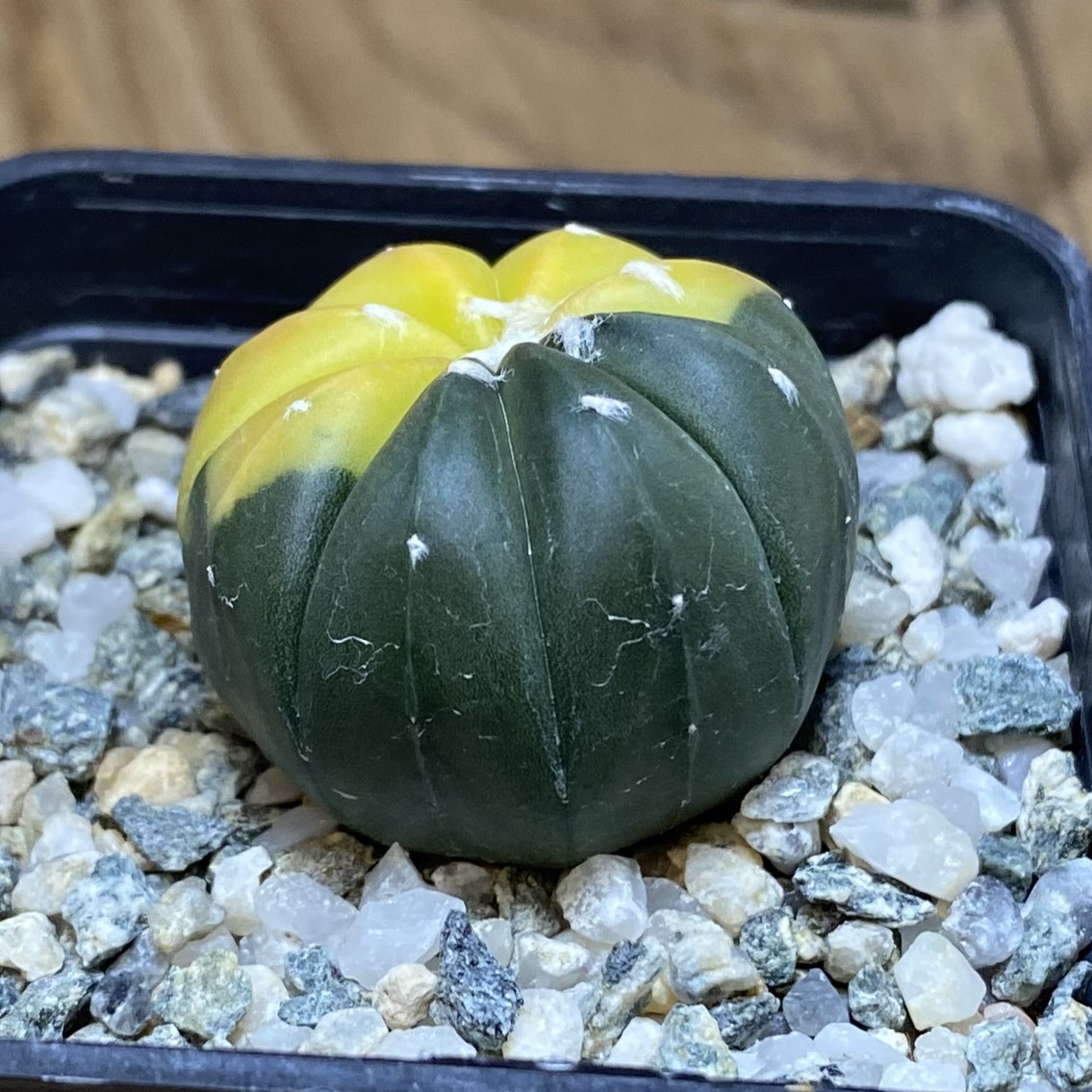 SH27038 Astrophytum asterias f. variegata - Image 2