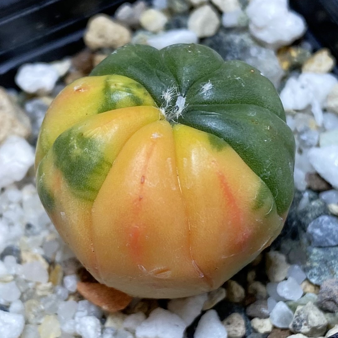 SH27039 Astrophytum asterias f. variegata