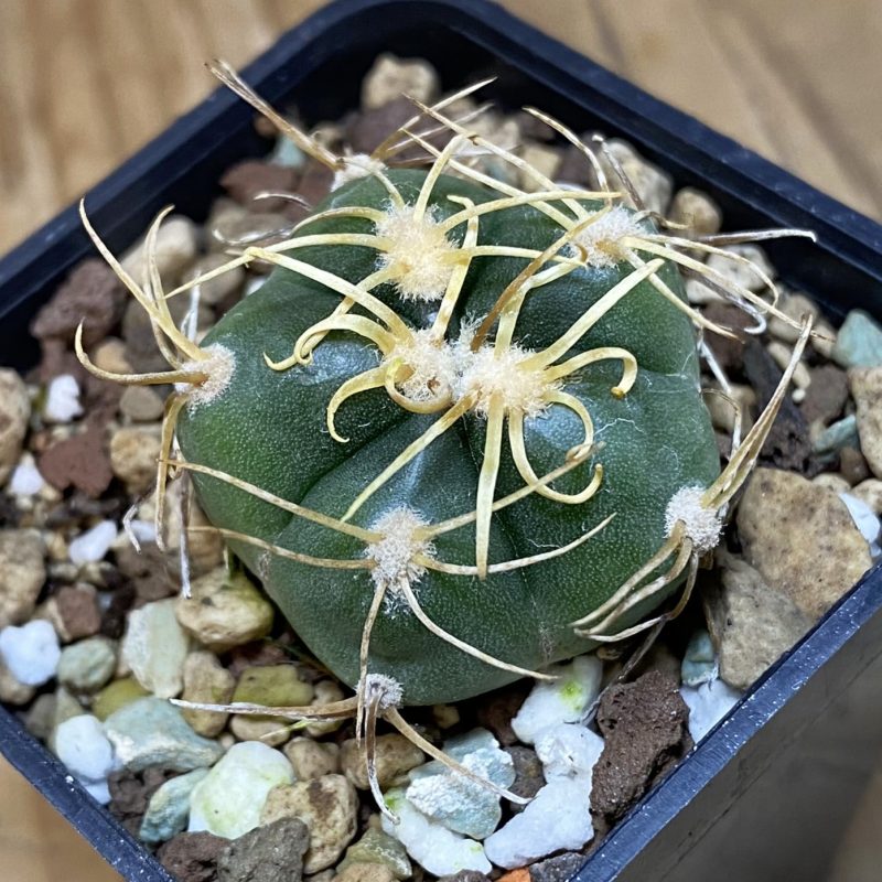 SH27042 Gymnocalycium denudatum -Selected form-