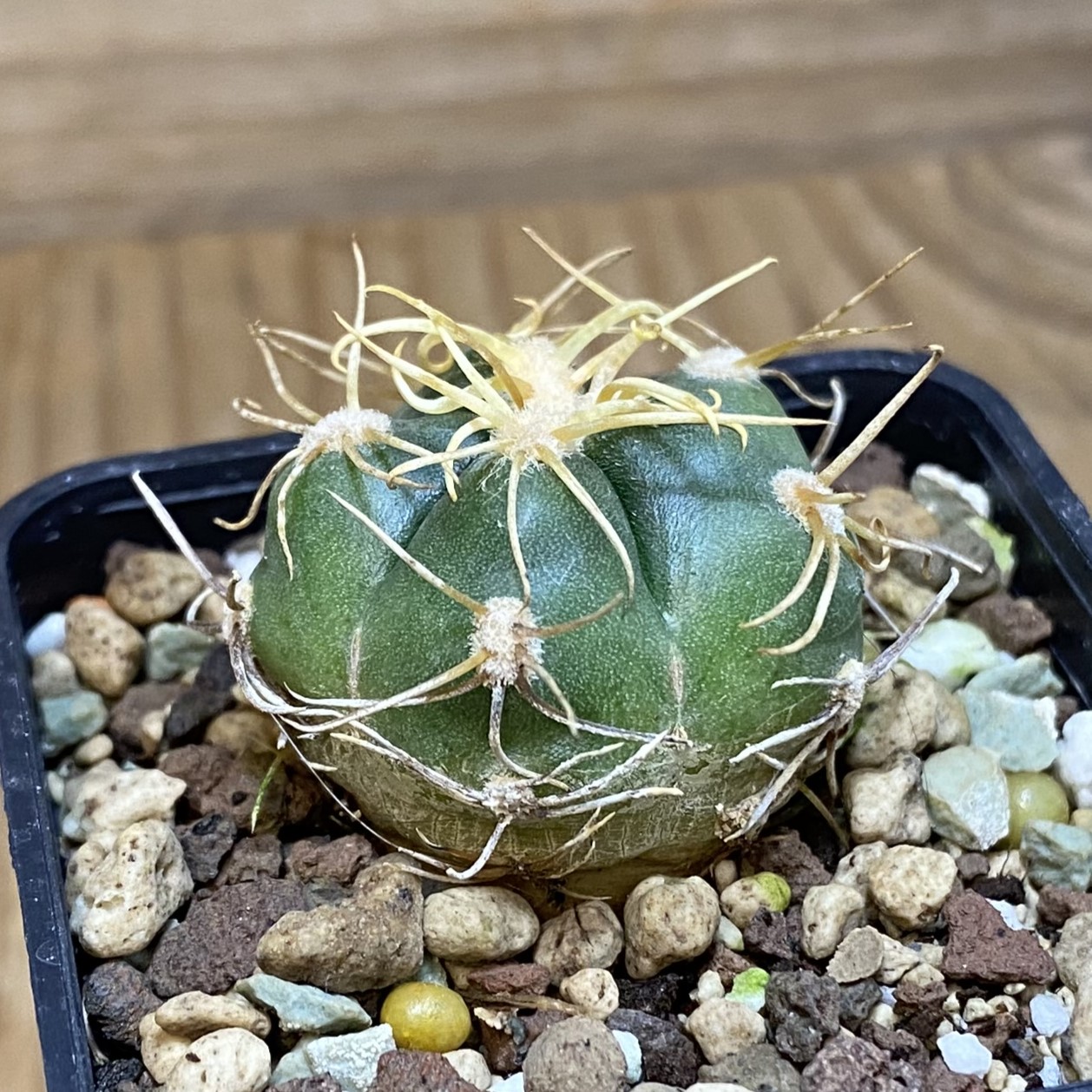 SH27042 Gymnocalycium denudatum -Selected form- - Image 2