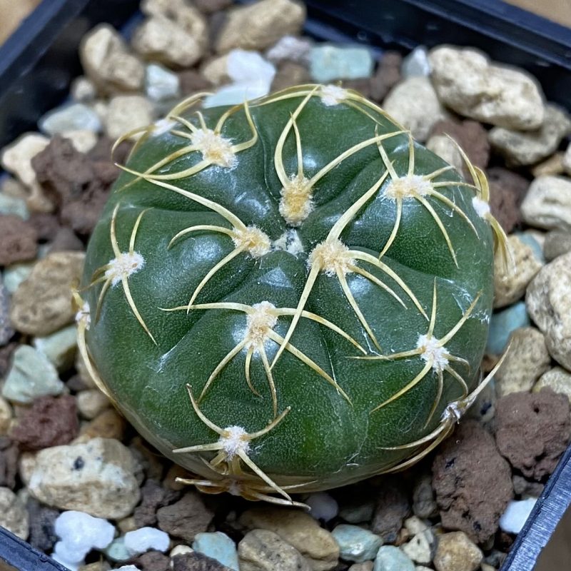 SH27043 Gymnocalycium uruguayense v. roseiflorum VG458