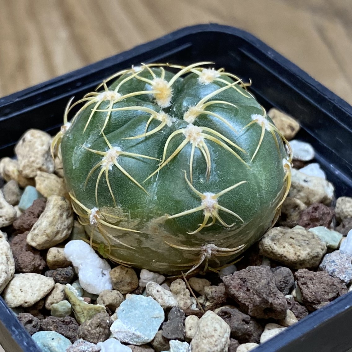 SH27043 Gymnocalycium uruguayense v. roseiflorum VG458 - Image 2