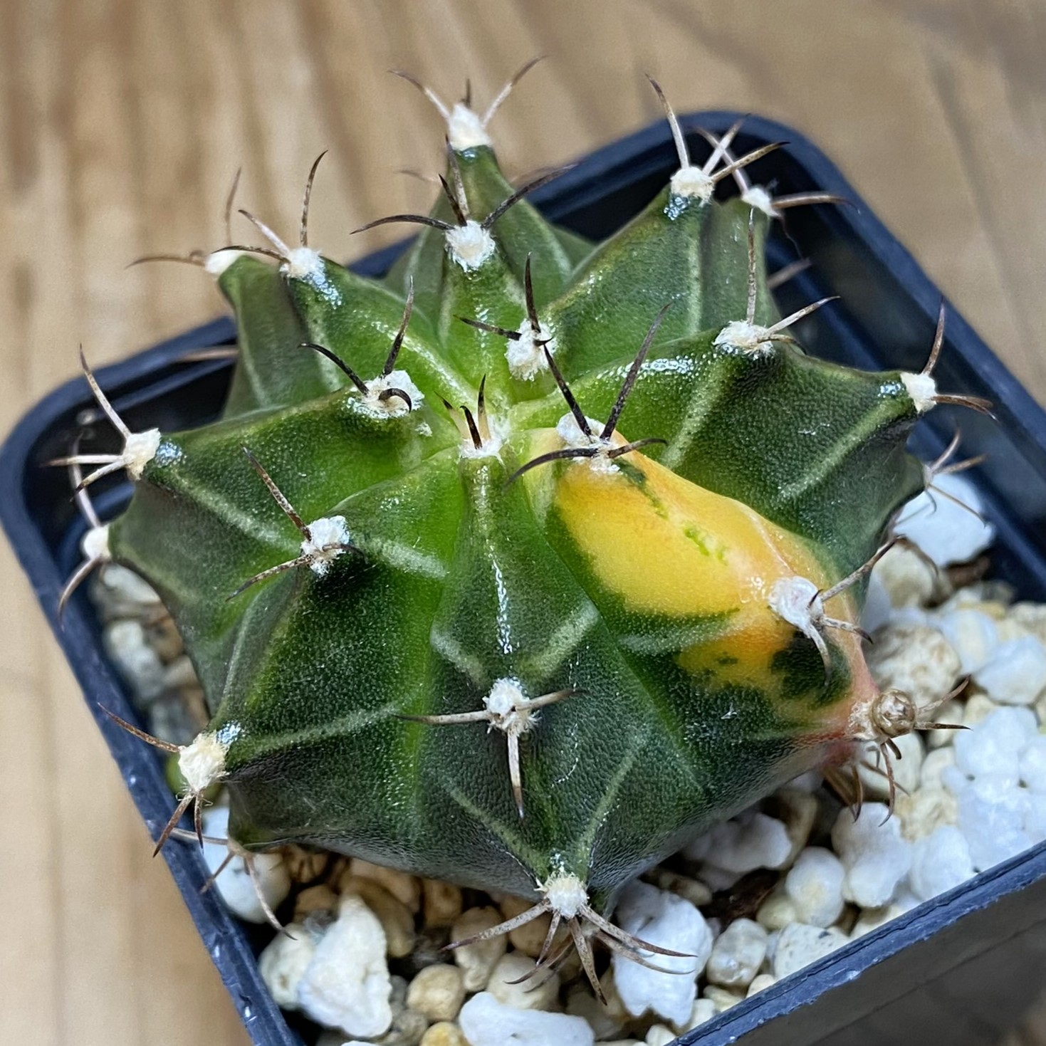 SH27044 Gymnocalycium mihanovichii f. variegata