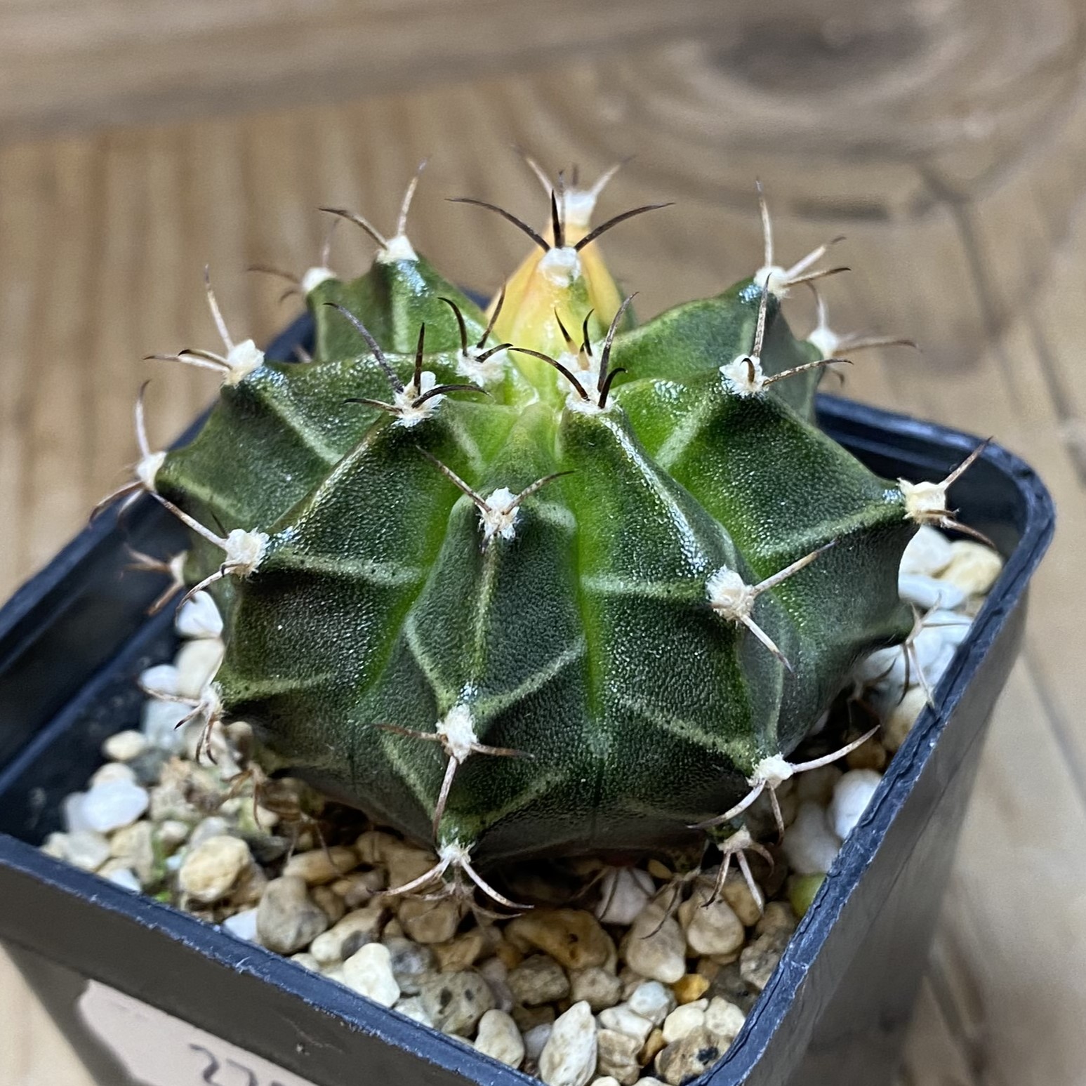 SH27044 Gymnocalycium mihanovichii f. variegata - Image 2
