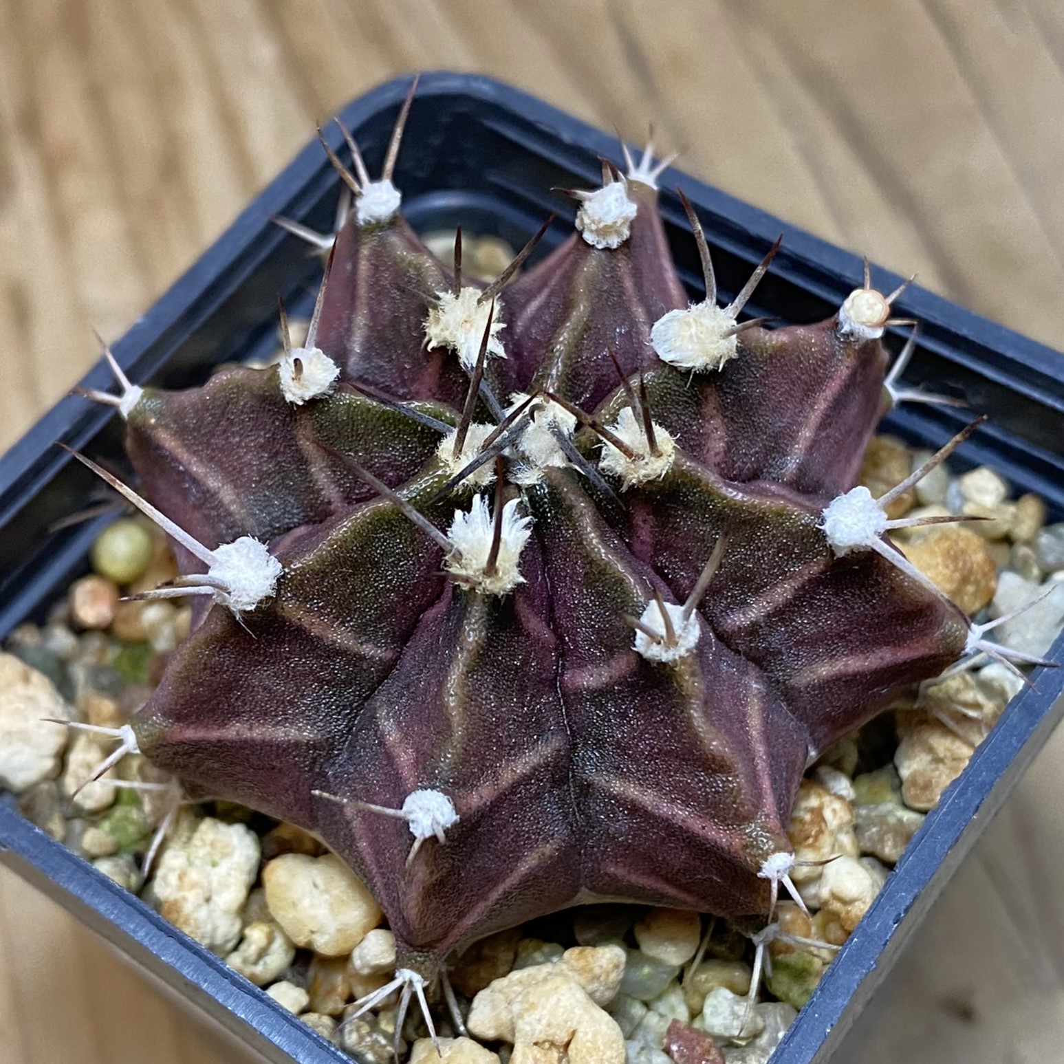 SH27045 Gymnocalycium mihanovichii ‘Black Widow’ hybrid, seedling