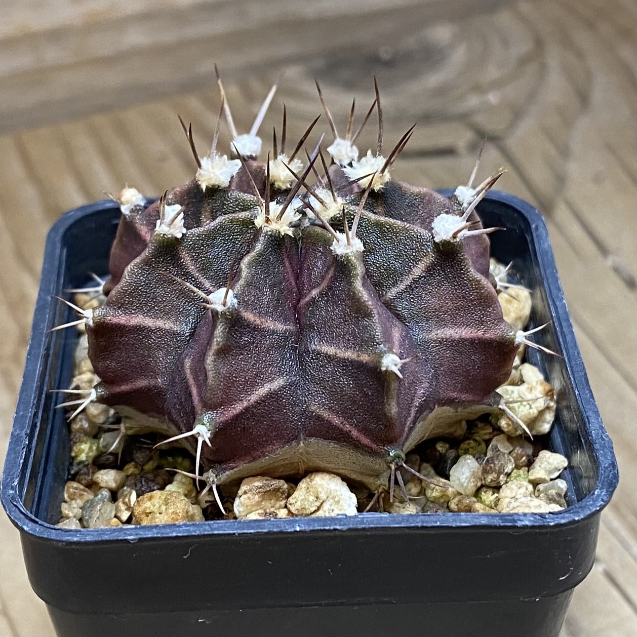 SH27045 Gymnocalycium mihanovichii ‘Black Widow’ hybrid, seedling - Image 2