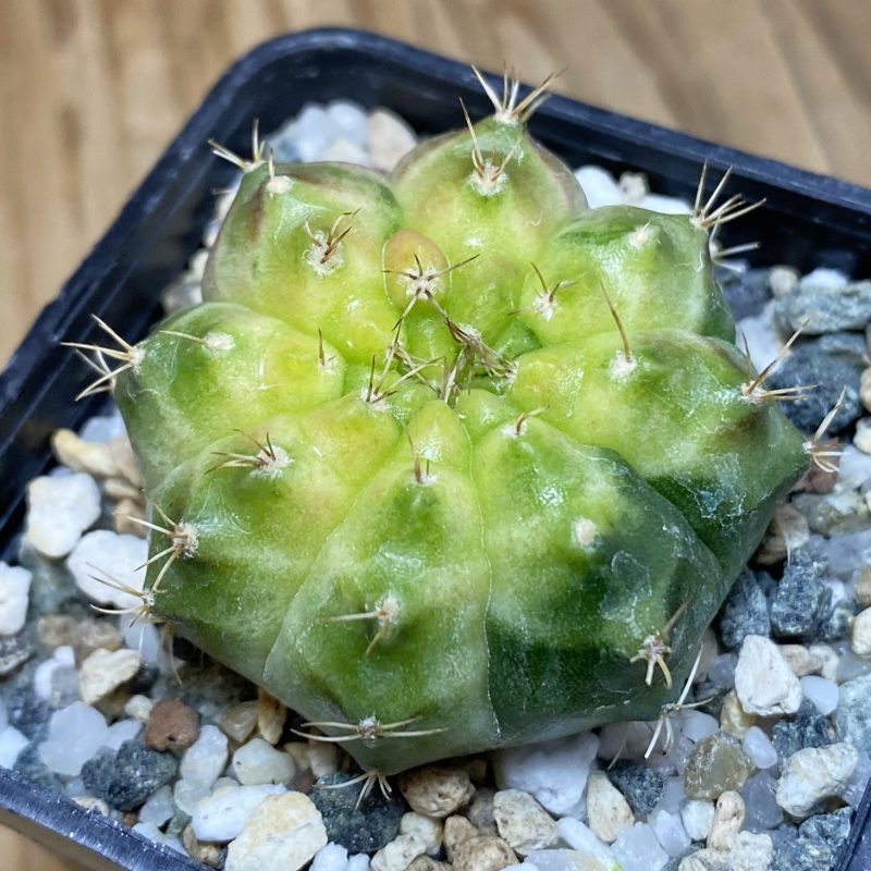 SH27046 Gymnocalycium mihanovichii ‘Neon’ hybrid