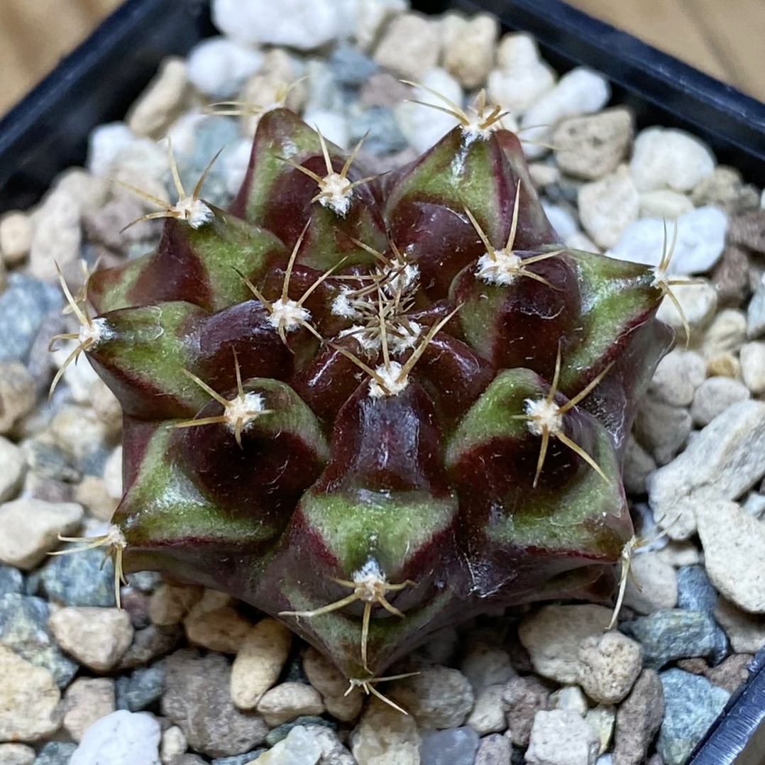 SH27047 Gymnocalycium mihanovichii ‘Neon’ hybrid