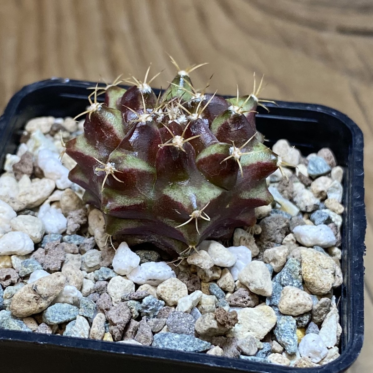 SH27047 Gymnocalycium mihanovichii ‘Neon’ hybrid - Image 2