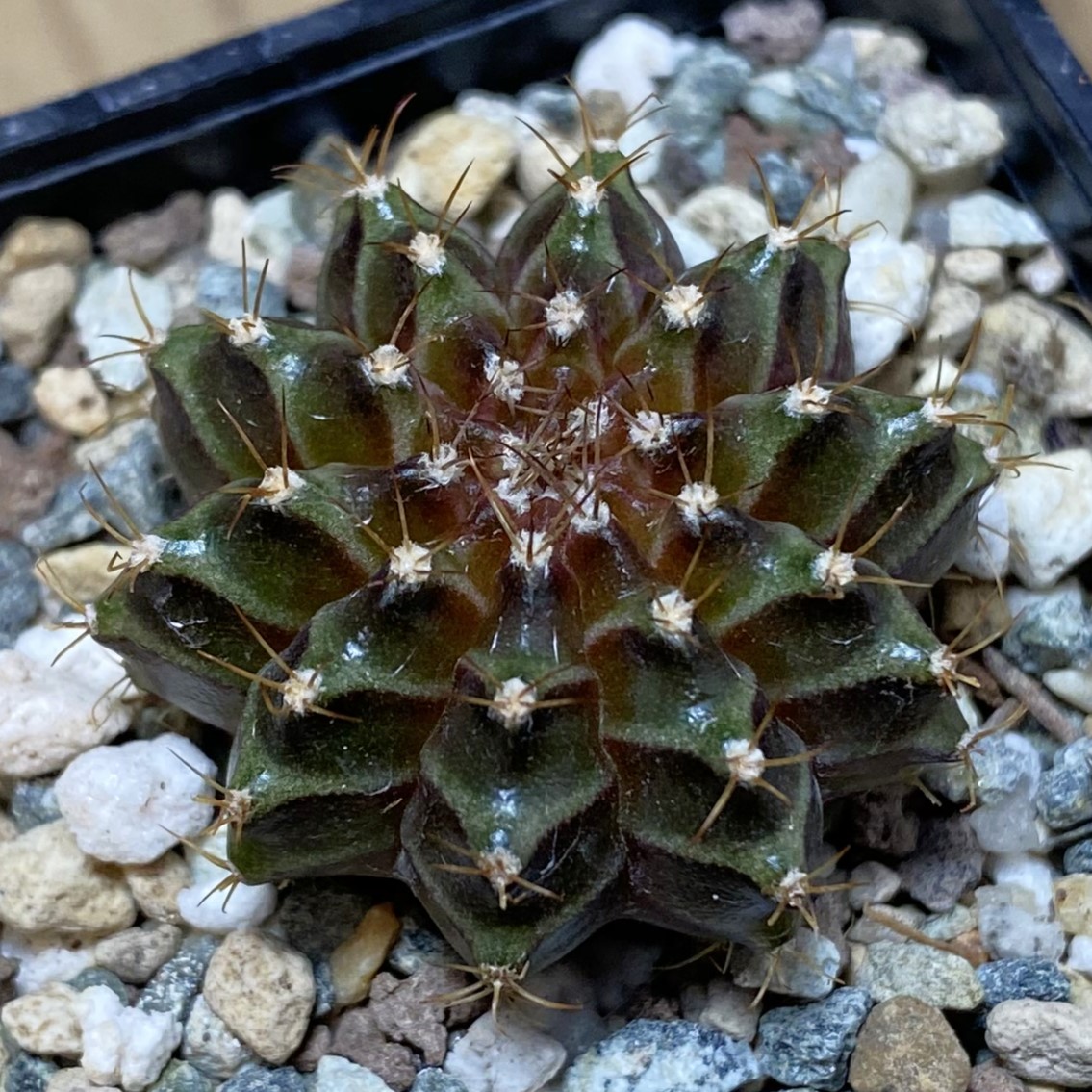 SH27048 Gymnocalycium mihanovichii ‘Neon’ hybrid